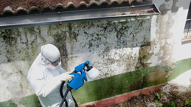 Trusted Black Mold Removal service in Williamstown, KY - Cheap Mold Removal